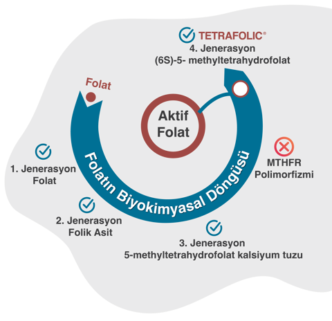 TETRAFOLIC
